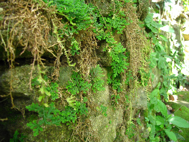 lac-vao-xu-tien-canh-noi-lang-co-loc-yen-quang-nam